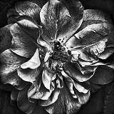 Wild Rose_16691